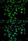 CD86 Antibody